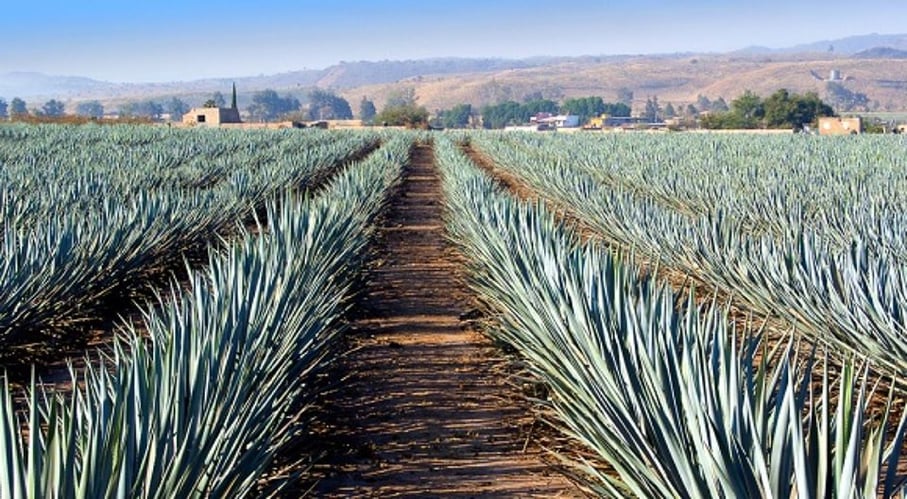 1_Cantera_Negra_Agave_Jalisco