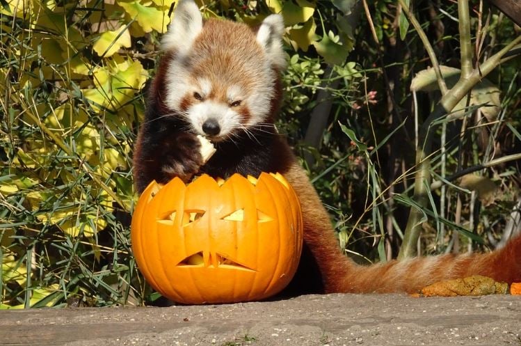 Halloween-Zoo