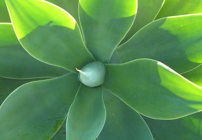 agave-Plant.jpg